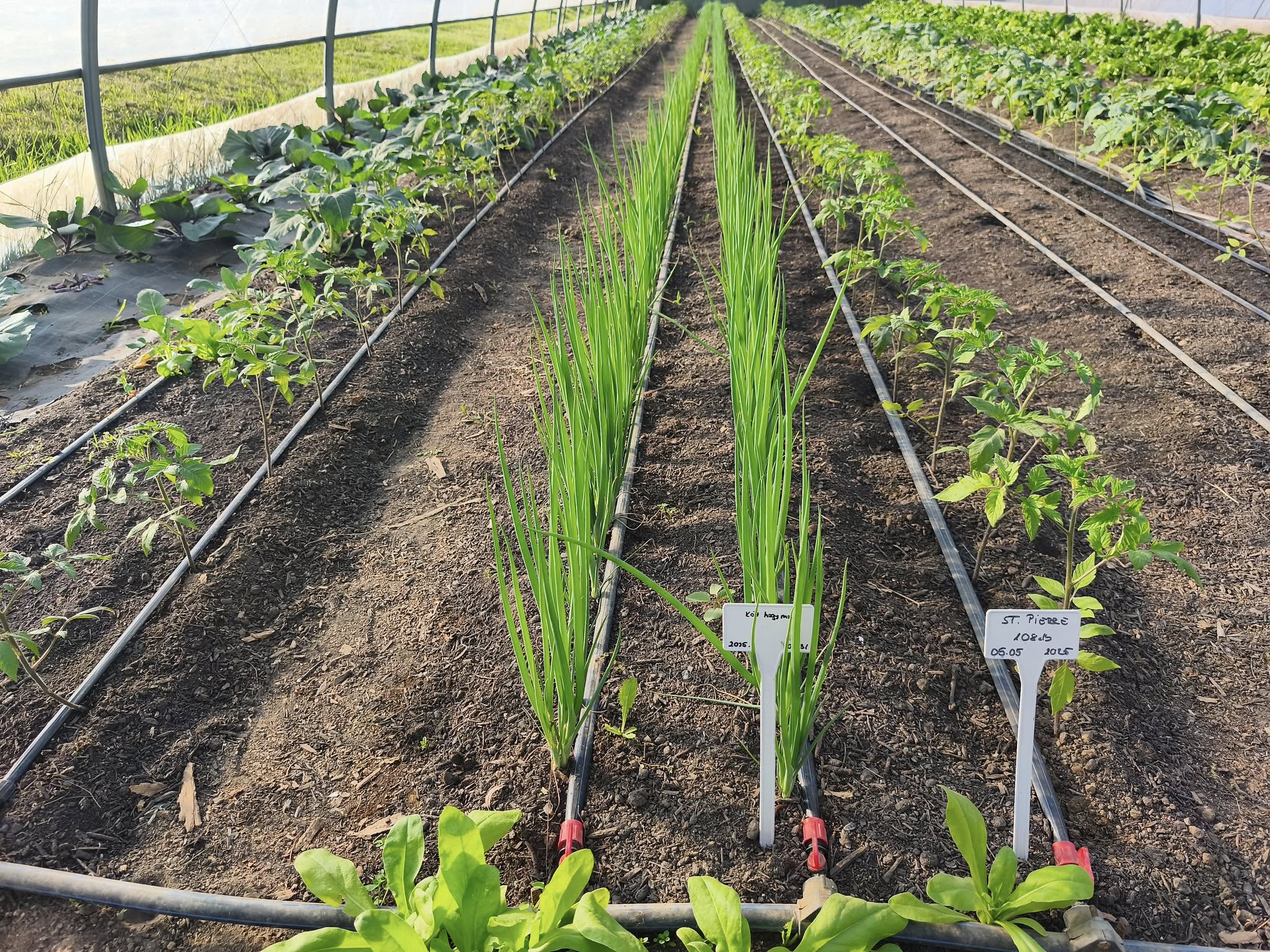 Szezonális zöldségek a dobozban