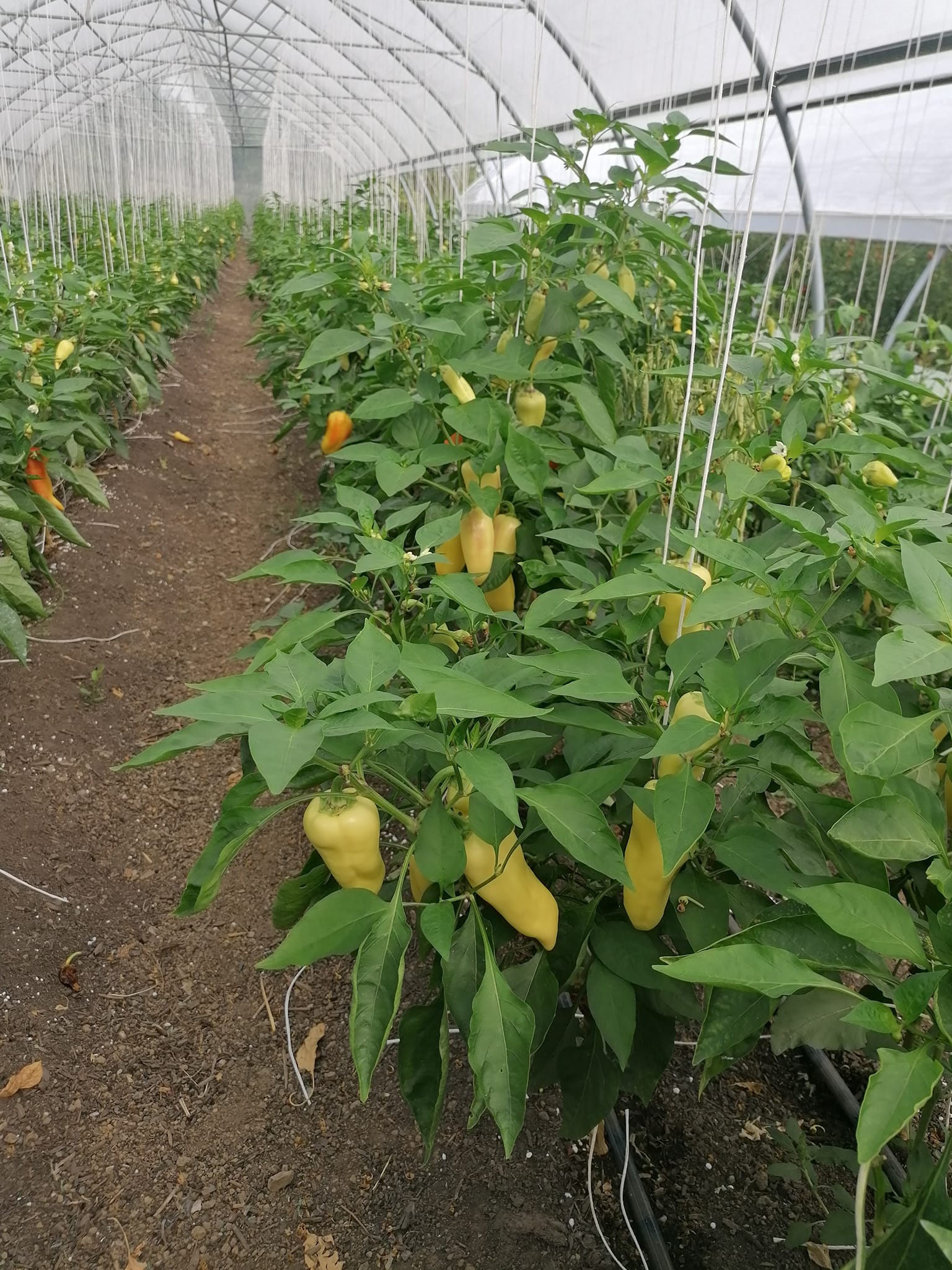 Paprikatermesztés a SzandaSzögi Ökokertészetben