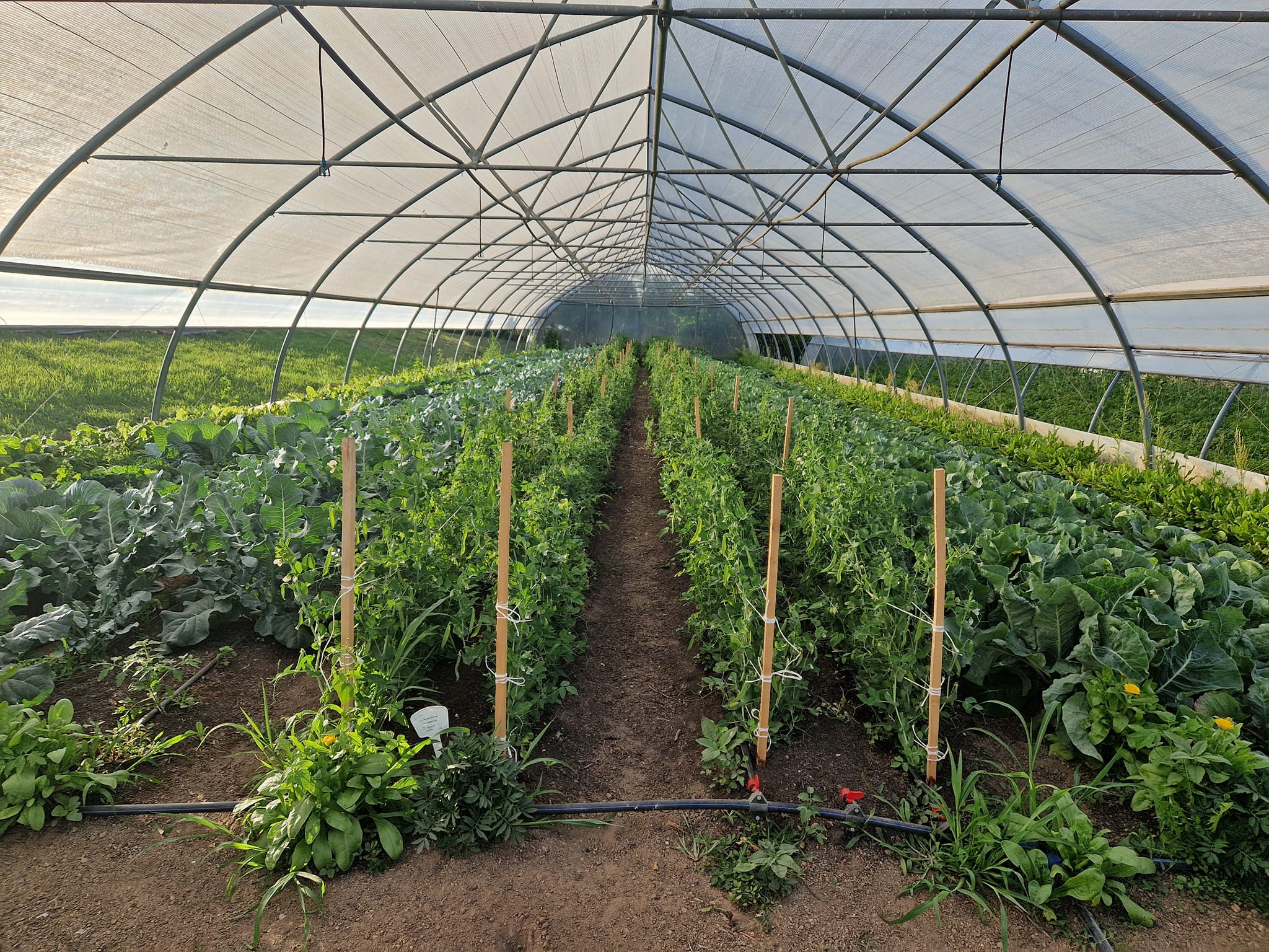 Zöldségkosár csírázó magokkal és ketchuppal