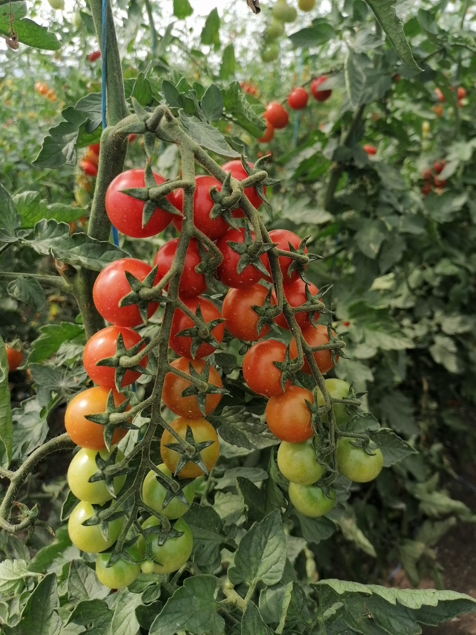 Érő paradicsomok a szárán