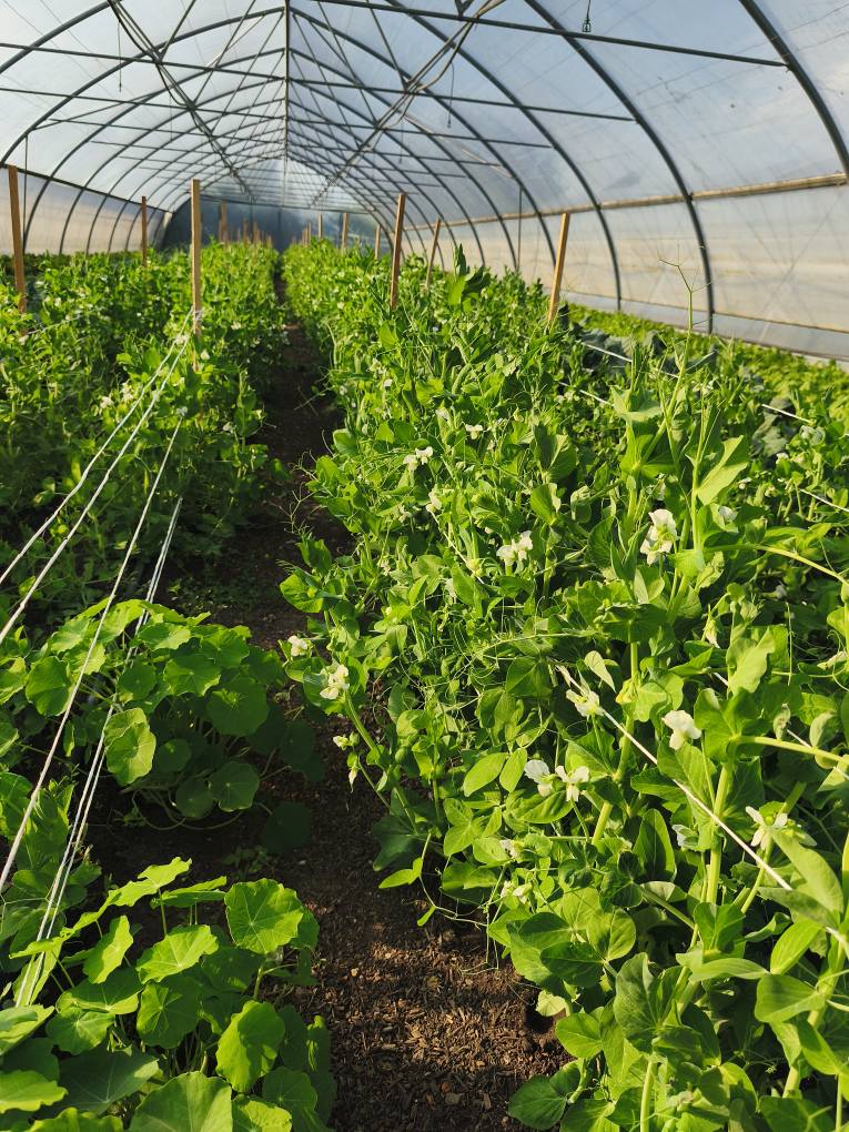 Fóliasátorban termesztett növények