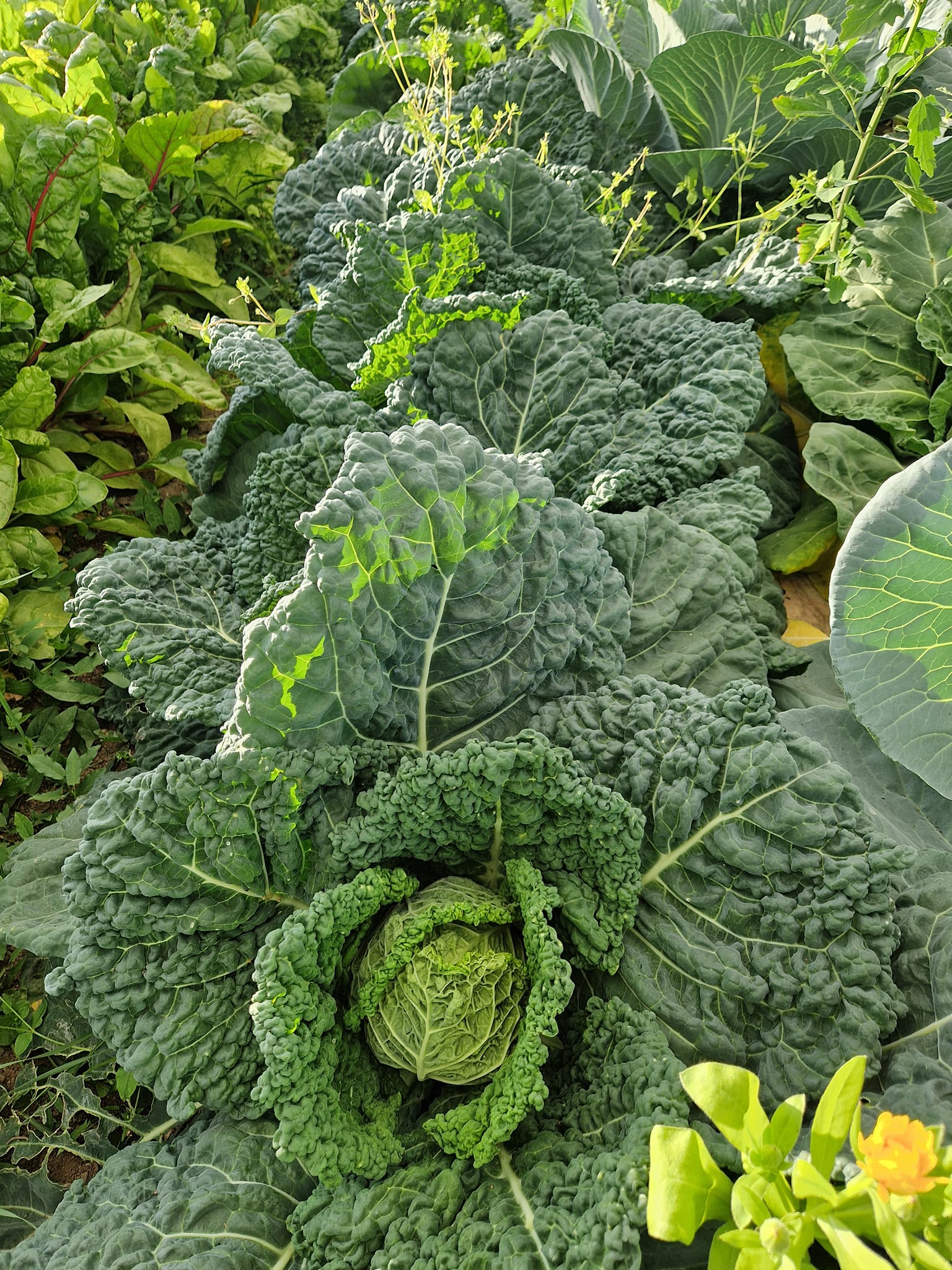 Kelkáposzta a földben