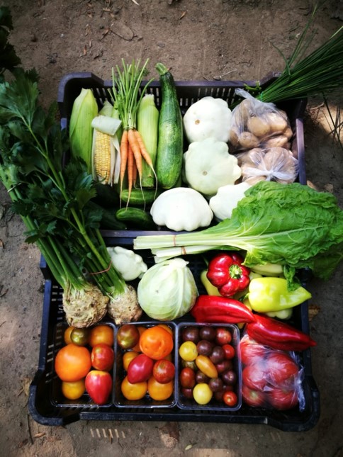 Friss zöldségek ládában