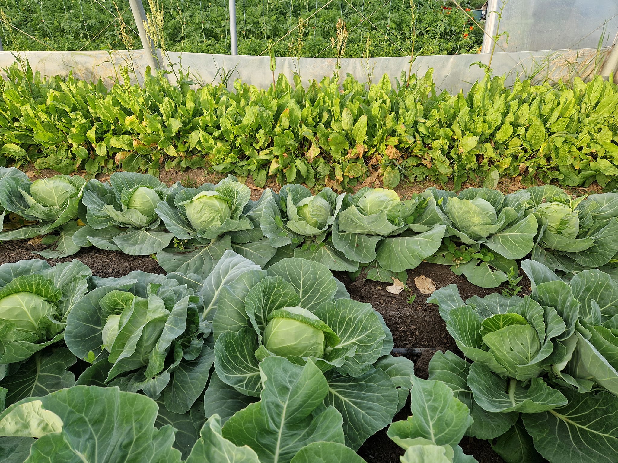 Káposztafélék a kertben